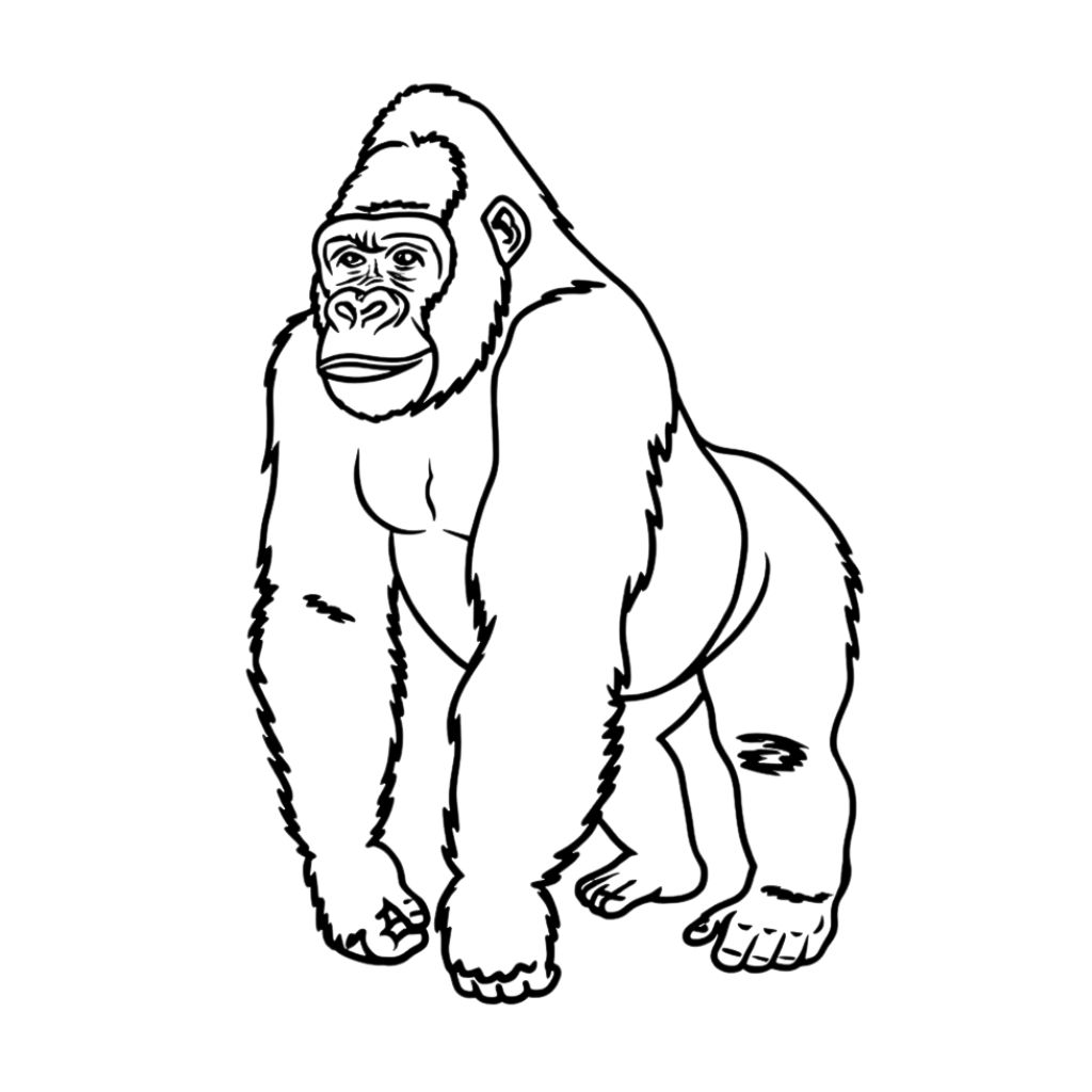 monkey coloring