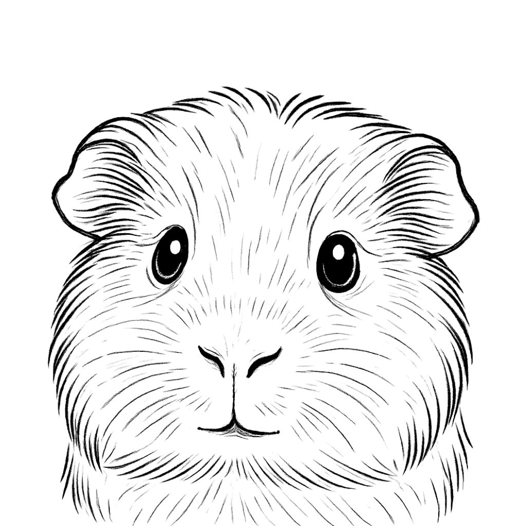 adult coloring guinea pig pages