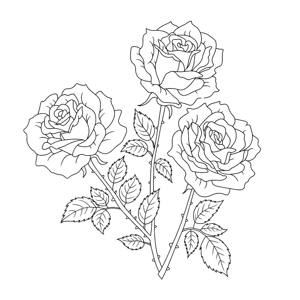 coloring pages roses