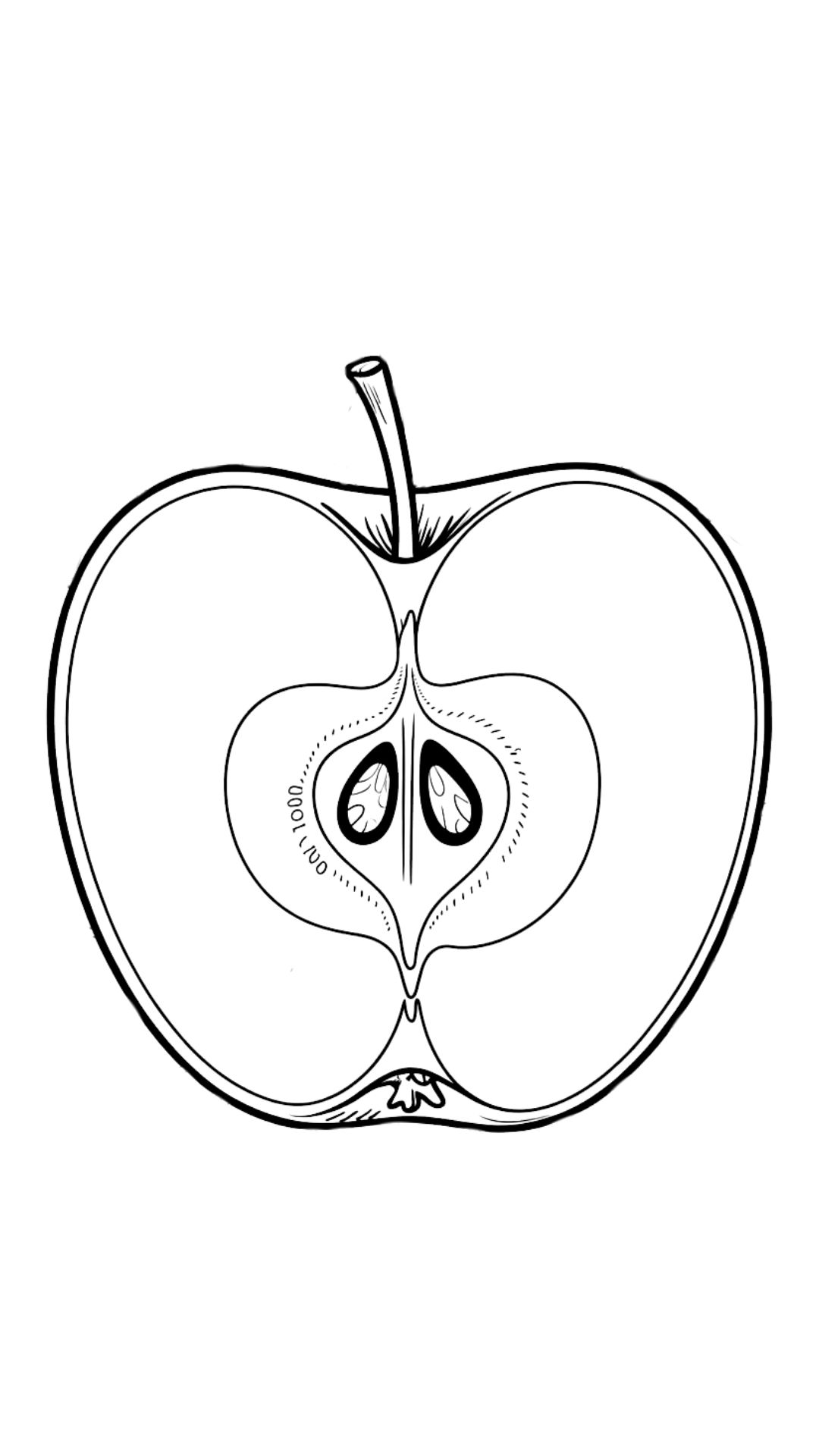 coloring sheets apples
